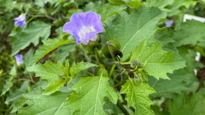 東京都立薬用植物園
