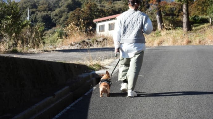 散歩♥️