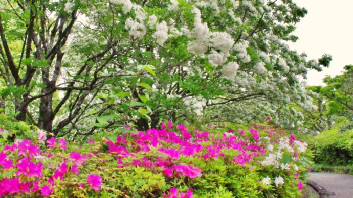 桜の後はなんじゃもんじゃの白い花