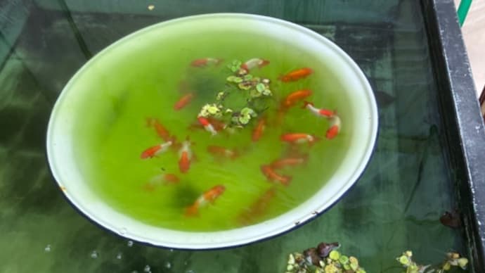 水換え