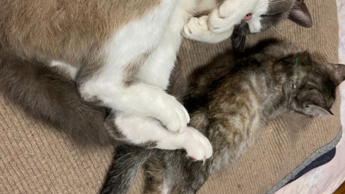 みーちゃん、子猫に慣れたかニャ?