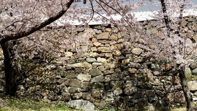 小倉城の桜2022 vol.2