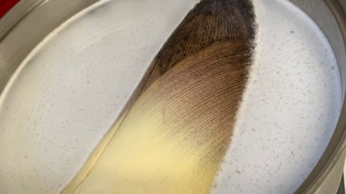 生たけのこ
