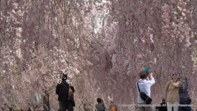 2024 日中線枝垂れ桜並木 桜散る