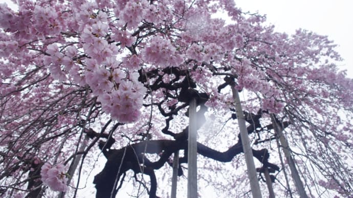 満開の慈徳寺の種まき桜に「桜の雨」(2025.4.13)
