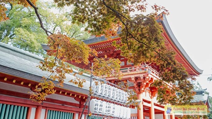 少し早かった紅葉