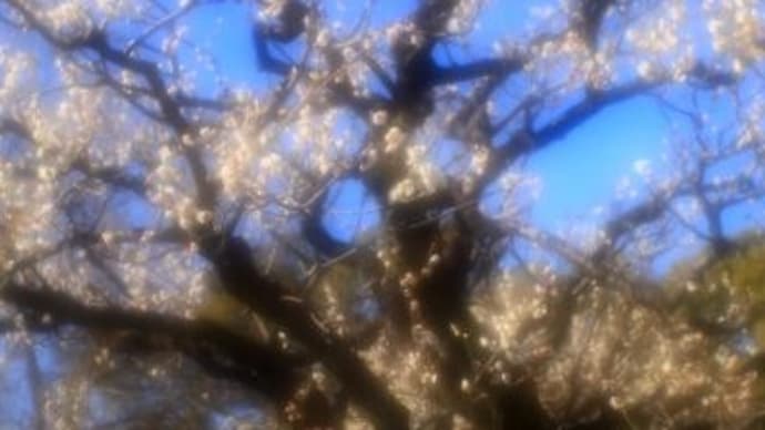 2025年 2月19日(水)の芝公園「梅屋敷銀世界」と「旧芝離宮恩賜庭園」(3)