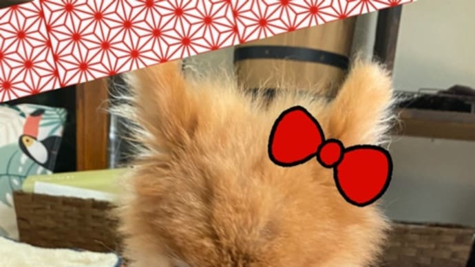 お婆ちゃん犬に癒される