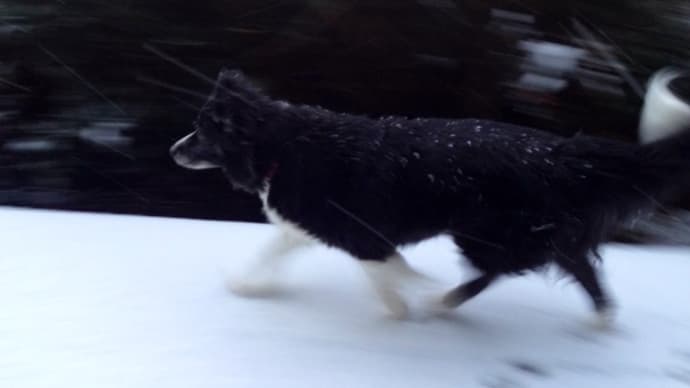 今日は犬の日だから、ジャックの日