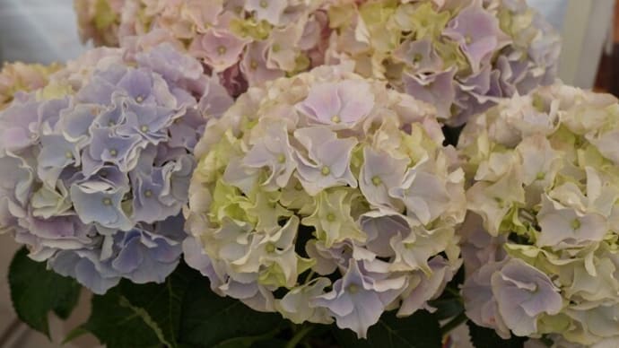 夏の花：紫陽花