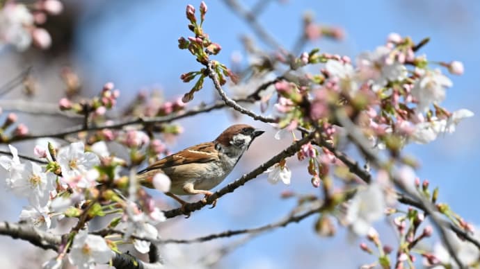 スズメと街桜