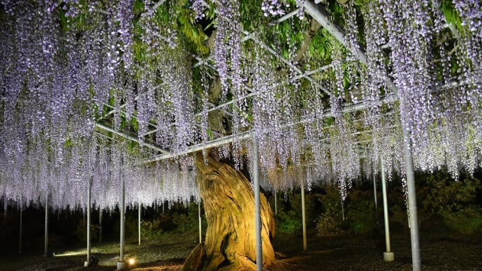 ふじの花狩り　栃木県足利市　あしかがフラワーパーク　夜の部ライトアップ（4）むらさき藤棚