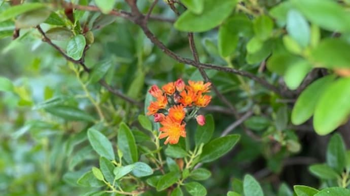 萩が花をつけた 訳じゃなかった