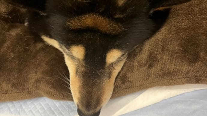みかん、頭を踏まれる？