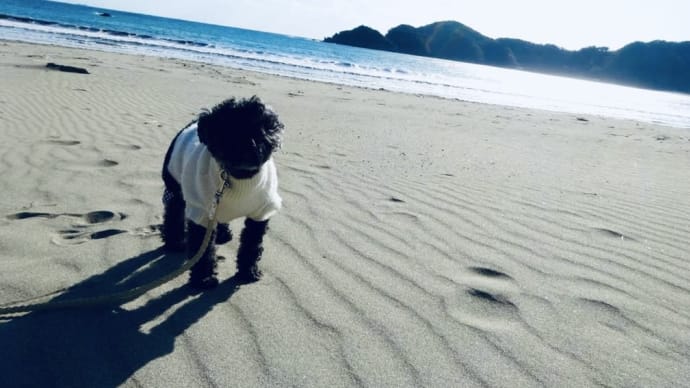青木サザエ店 犬と南伊豆旅行④