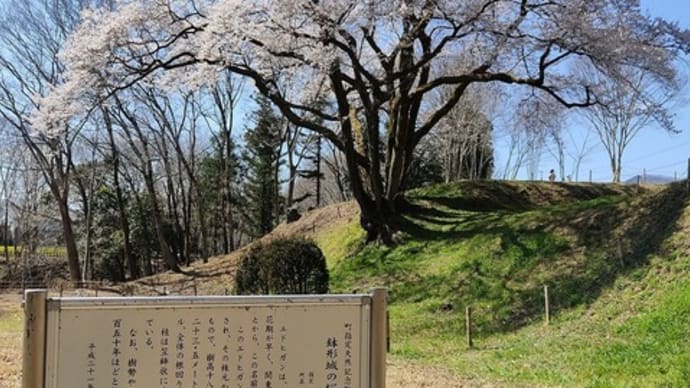 氏邦桜 (寄居町・鉢形城跡)