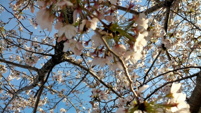 満開の桜の中入学式