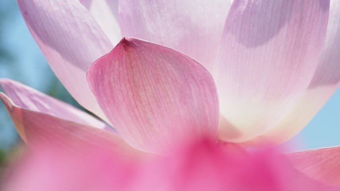 水生花園の.....蓮