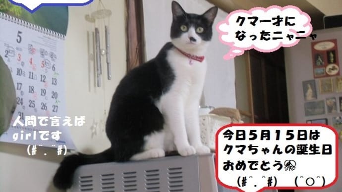 クマ!一才になったニャニャ😹