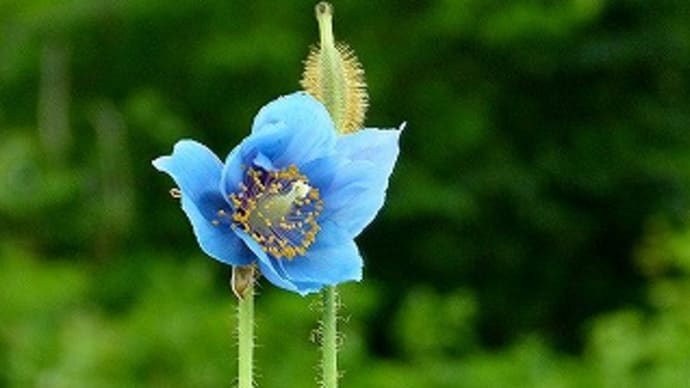 幻の青い罌粟を見に・・・白馬五竜スキー場に行った