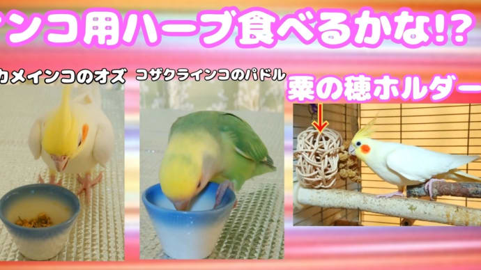 インコ用ハーブ食べるかな?