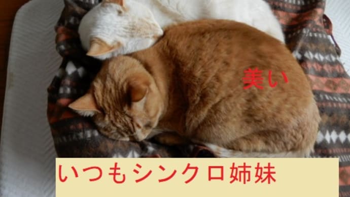 折りたたみ式洗いバスケットと美いちゃんの病状