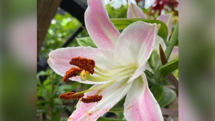 花咲きました