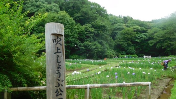 吹上しょうぶ公園へ