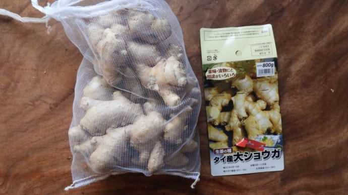 2023年3月29日:生姜を植えました。