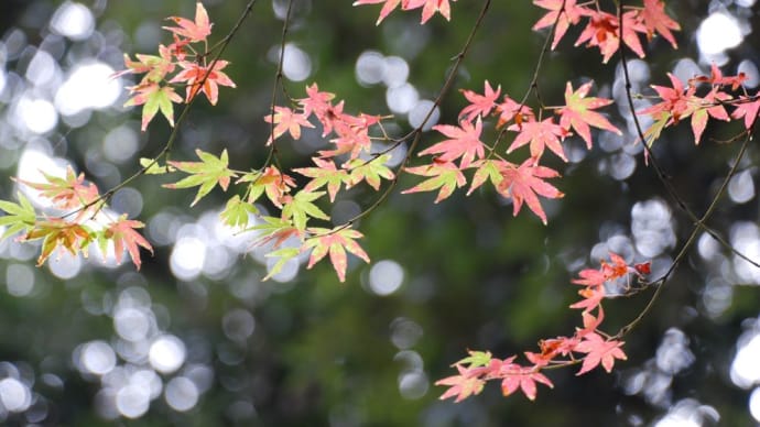 忍び寄る秋の色…