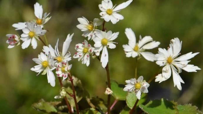 鉢植えの大文字草(15) 「雪輪」