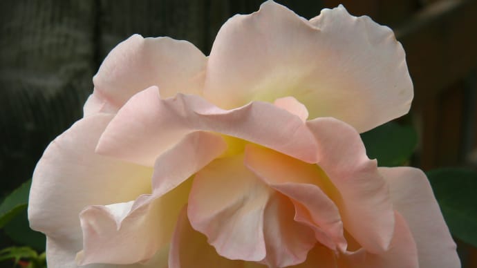 ロイズ本社の秋の薔薇8-3
