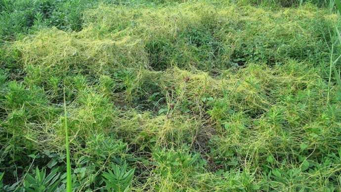 根も葉もない、噂では無くネナシカズラ