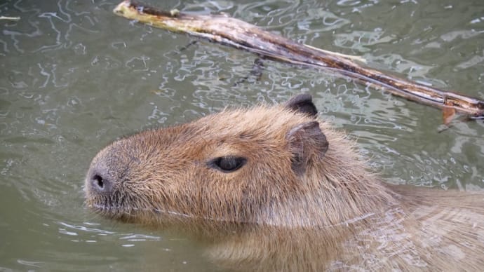 のんほいパーク カピバラさん