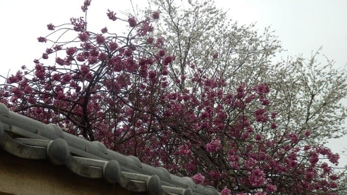 曇り空枝垂桜も雲の色／練習か庭のウグイスけきょと鳴き（中院・喜多院）