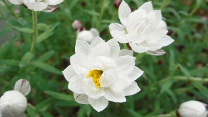 花かんざしが咲いたよ♪