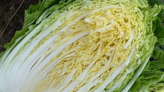 白菜の試し採りとついでに白菜漬け