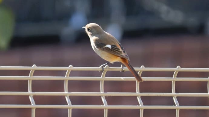 霜が降りた朝とジョウビタキ