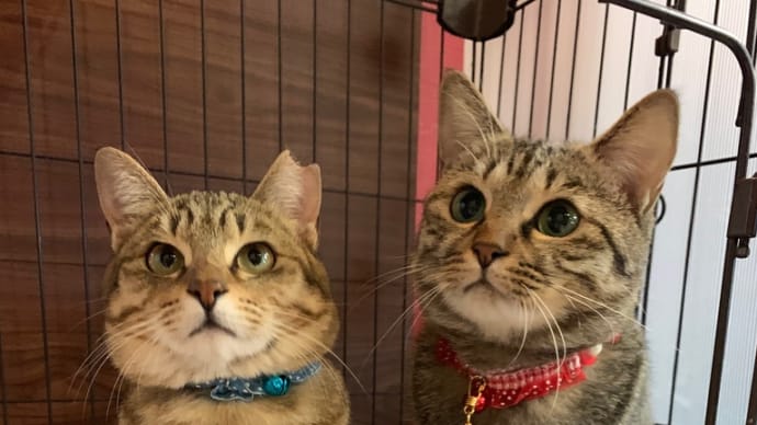 教えて!黒猫せんせい【過去の人生が忘れられません】