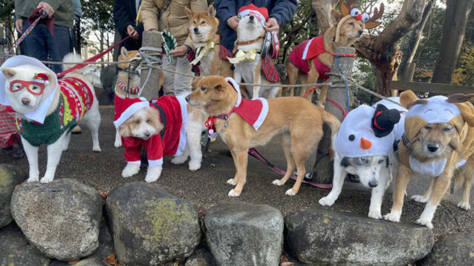 ワンコChristmas(*´∀`*) & ブッシュドノエル