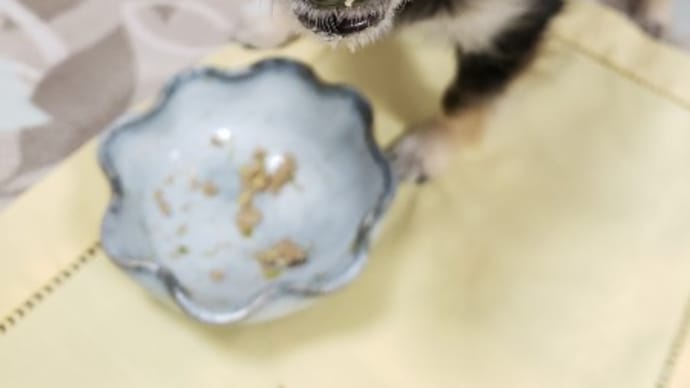 犬も15歳半になると