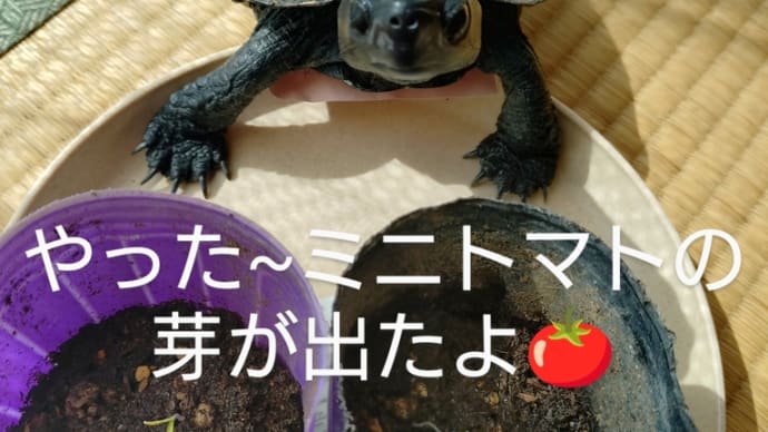 ミニトマトの芽が出ました!