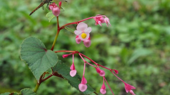 20分で無念の撤退...初秋の花咲く四季の里より(2024.9.15)