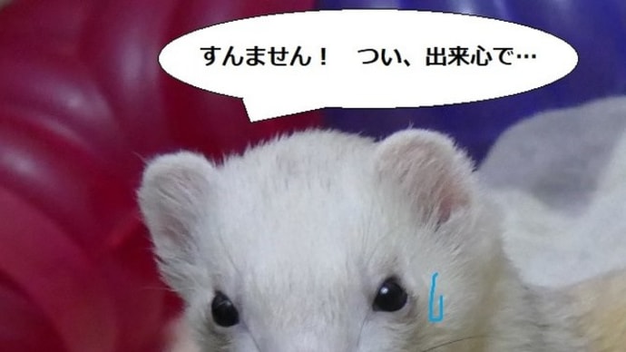 大ちゃん、やったね( 一一)