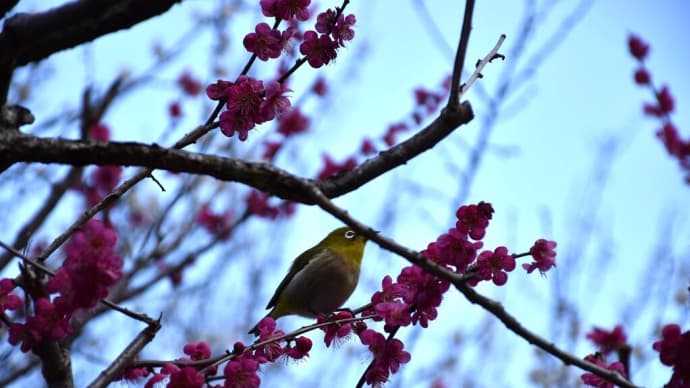 梅狩り　静岡県熱海市梅園町　第80回熱海梅園梅まつり（2）梅の花とメジロ