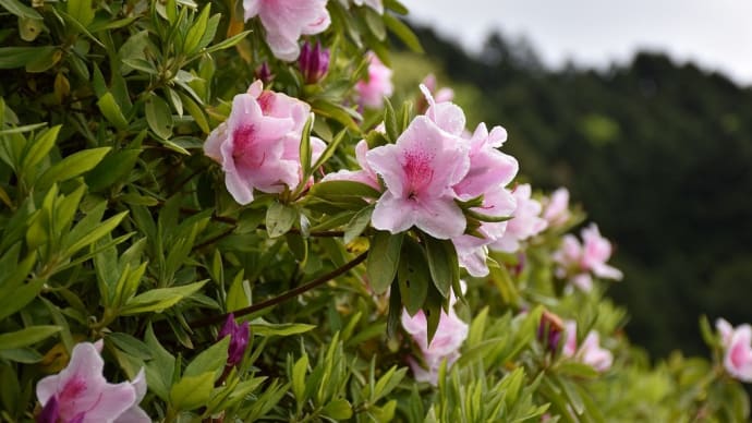 つつじ狩り 静岡県熱海市 花まつり:姫の沢公園(4)つつじと鯉のぼり