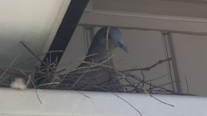 鳩の巣作り