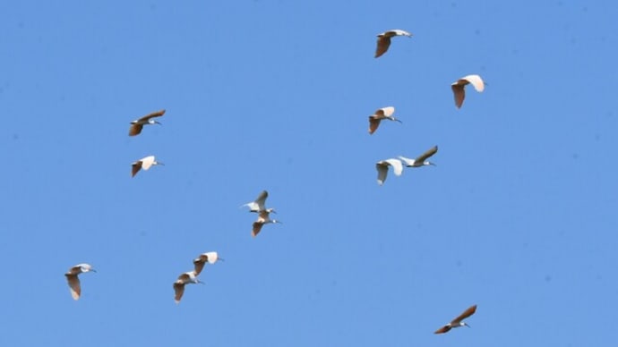 秋空に群れ飛ぶ朱鷺