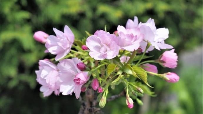 ‛旭山’、人気の矮小の桜です。