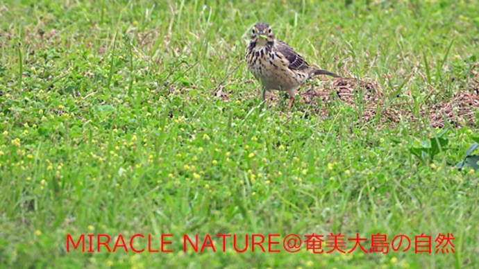 タヒバリ1羽